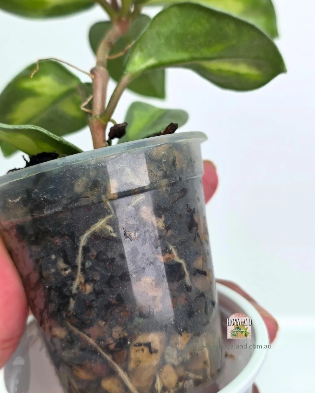 🍂 Hoya Carnosa Argentea Princess Rare — Hoyaland Rare Plants